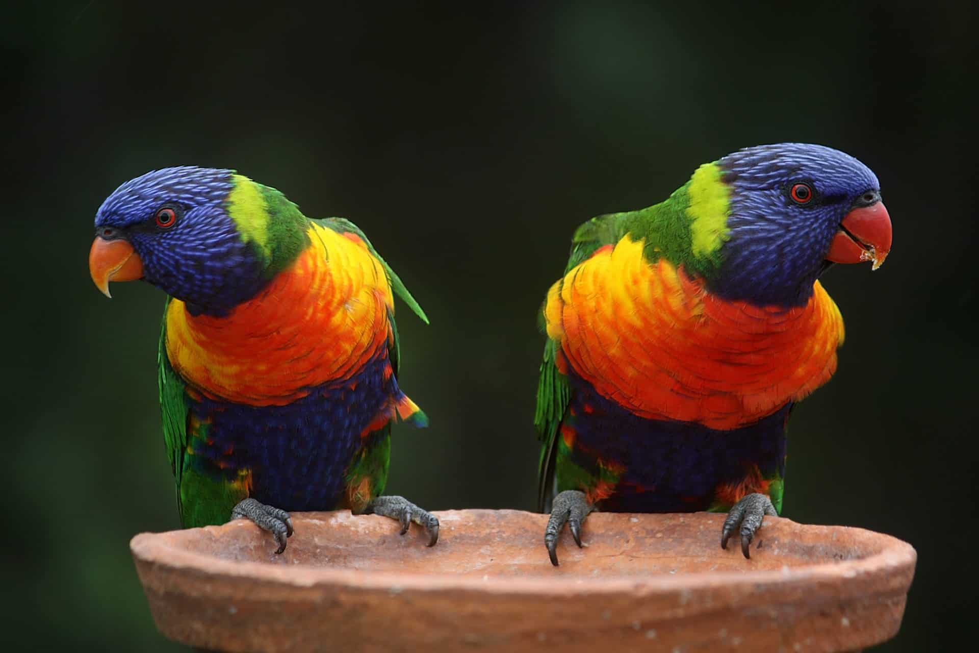 two birds rainbow-lorikeet-parrots-australia-rainbow-37833